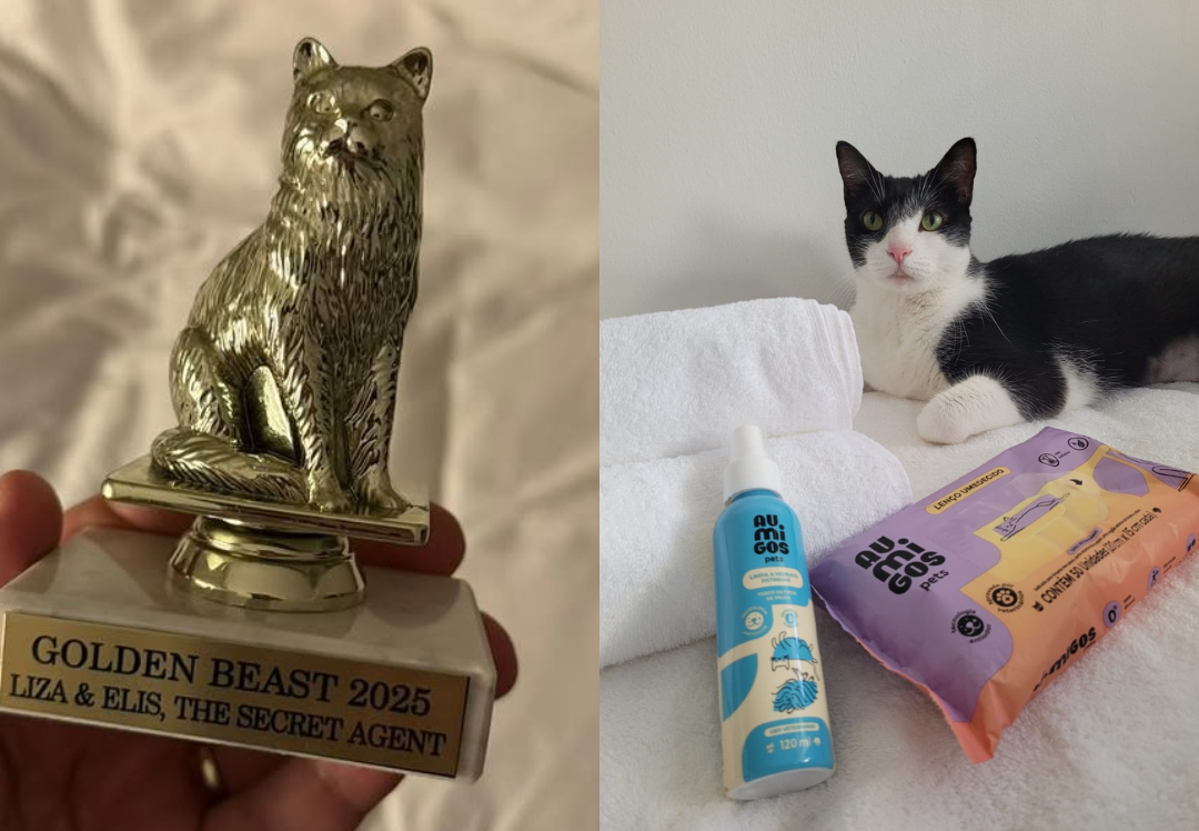 Estrela pet do Cinema: Gata Carminha vence prêmio internacional