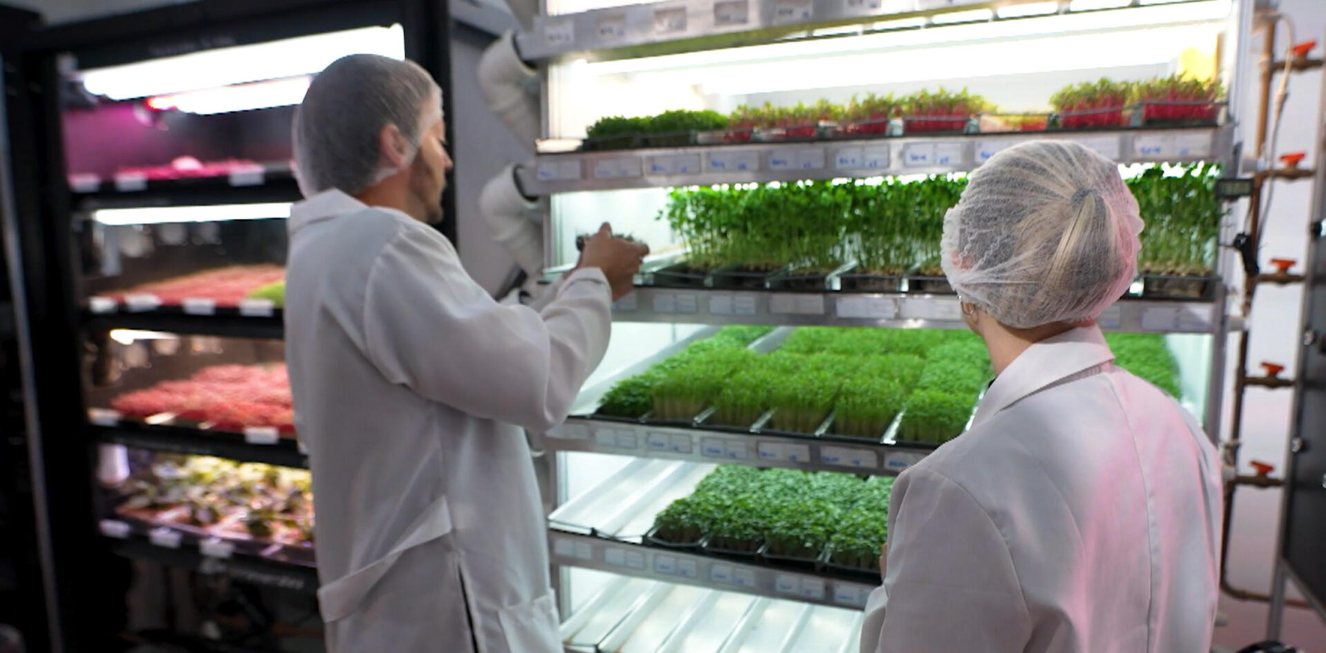 No PEGN desta semana, o público vai conhecer uma empresa especializada em microverdes